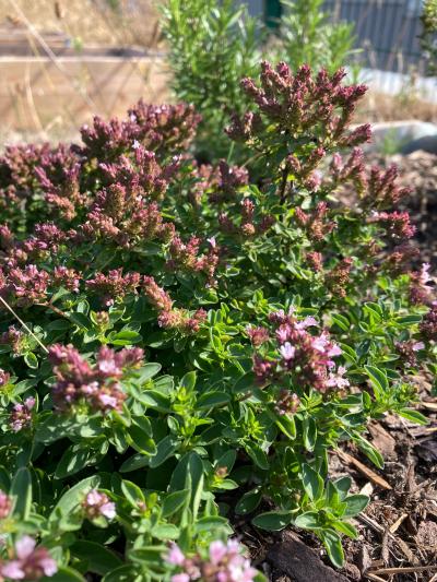 Kräuter im Gemeinschaftsgarten