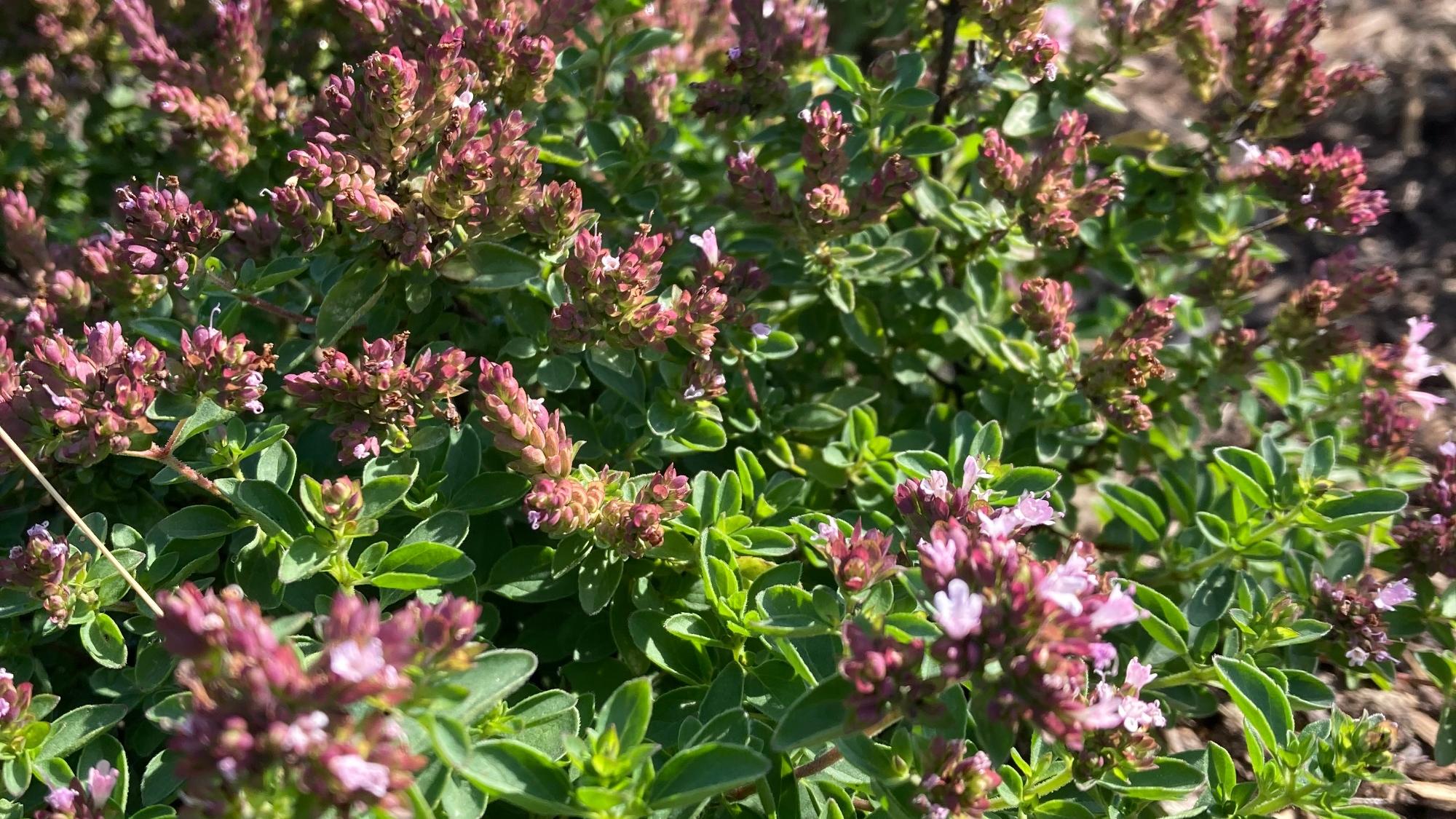 Kräuter im Gemeinschaftsgarten