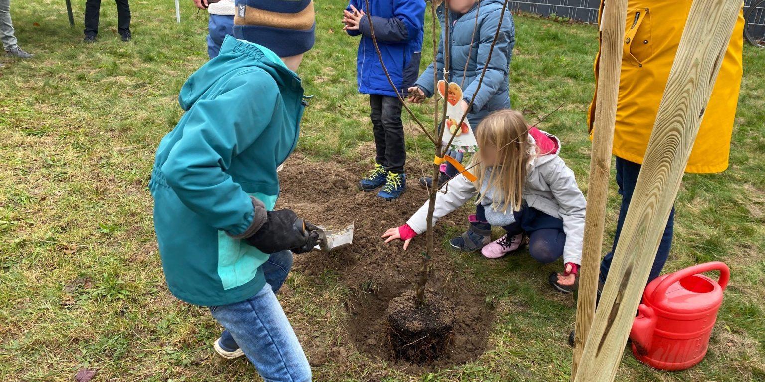 Pflanzen des ersten Apfelbaums im Dezember 2021