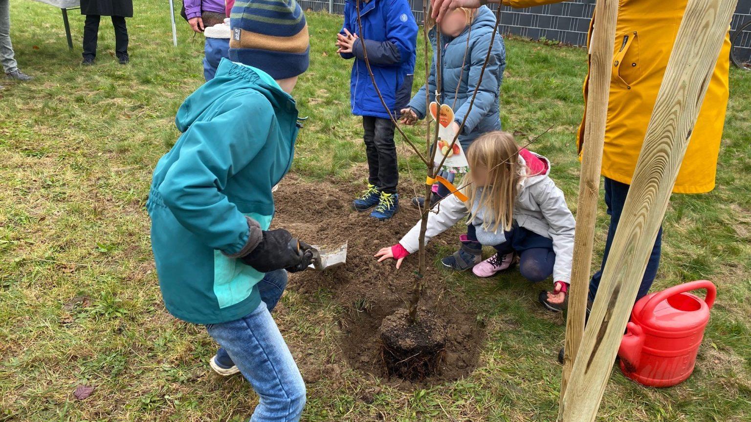 Pflanzen des ersten Apfelbaums im Dezember 2021