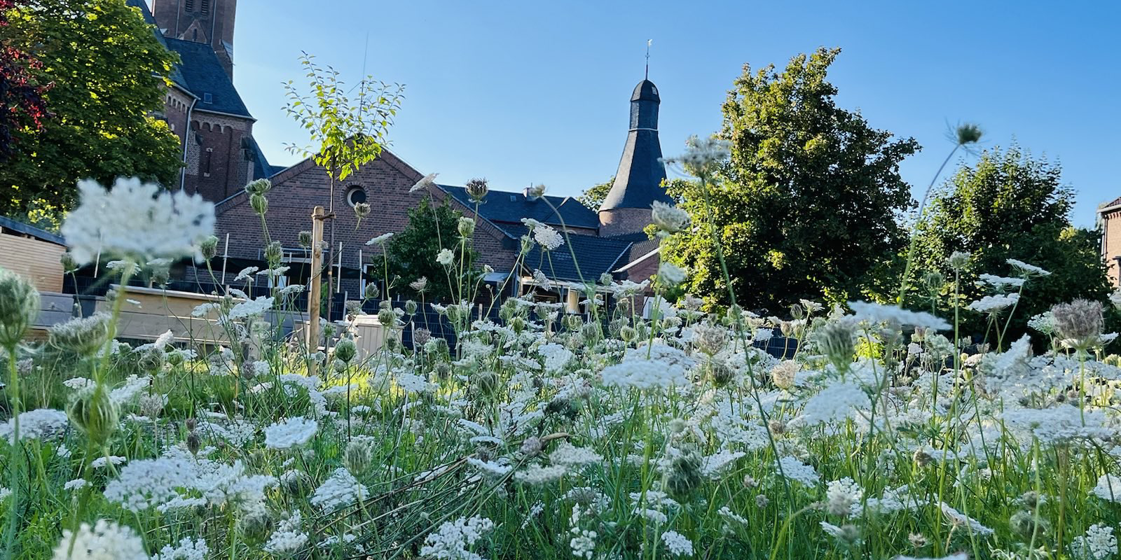 Blick in den Gemeinschaftsgarten im August 2023