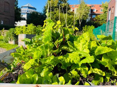 Blick in den Gemeinschaftsgarten im August 2023