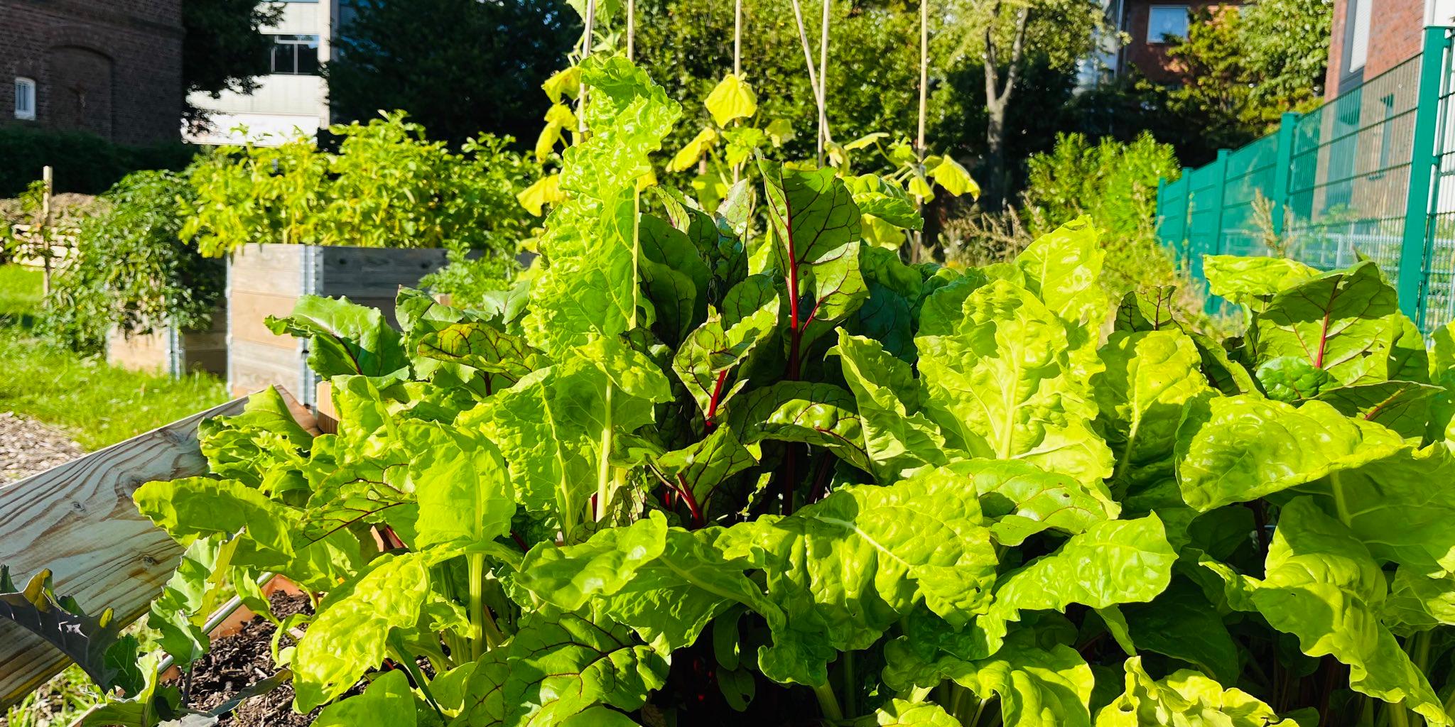 Blick in den Gemeinschaftsgarten im August 2023