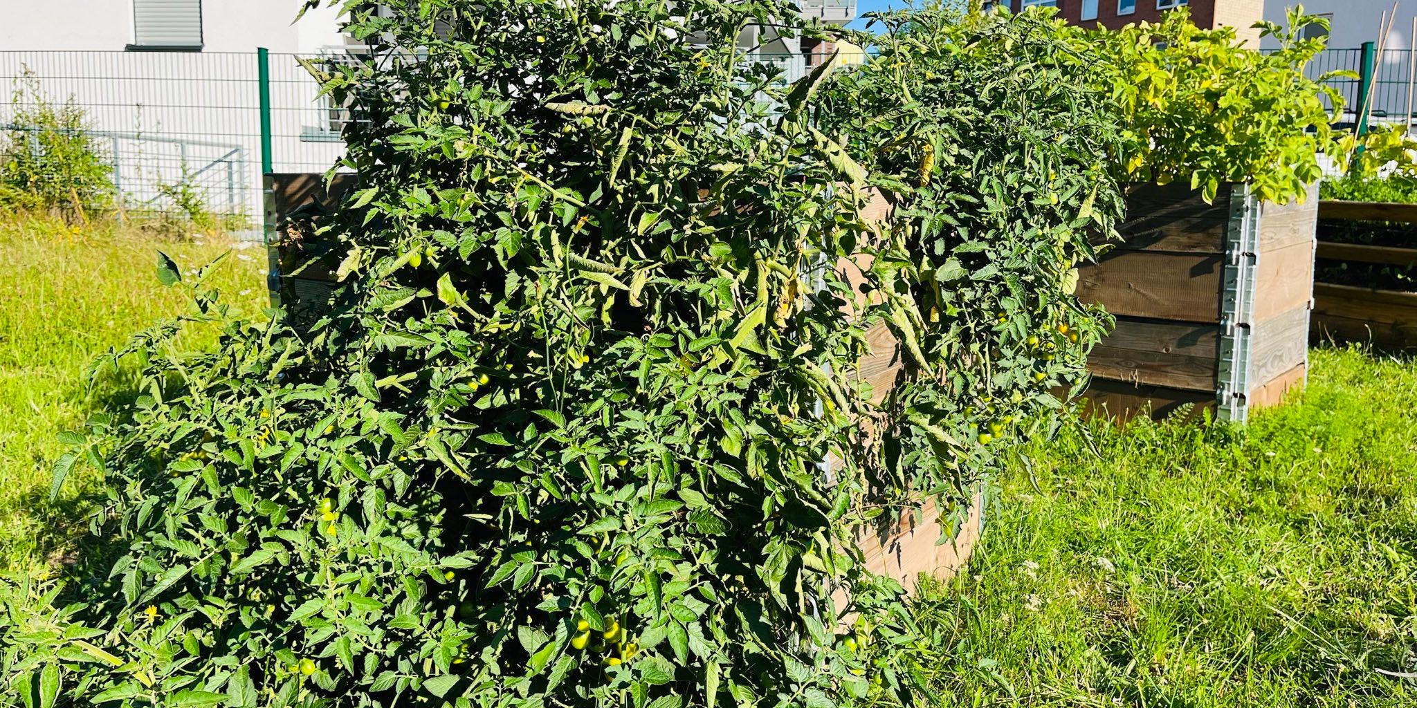 Blick in den Gemeinschaftsgarten im August 2023