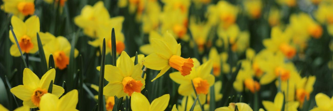 Narzissen im Frühling