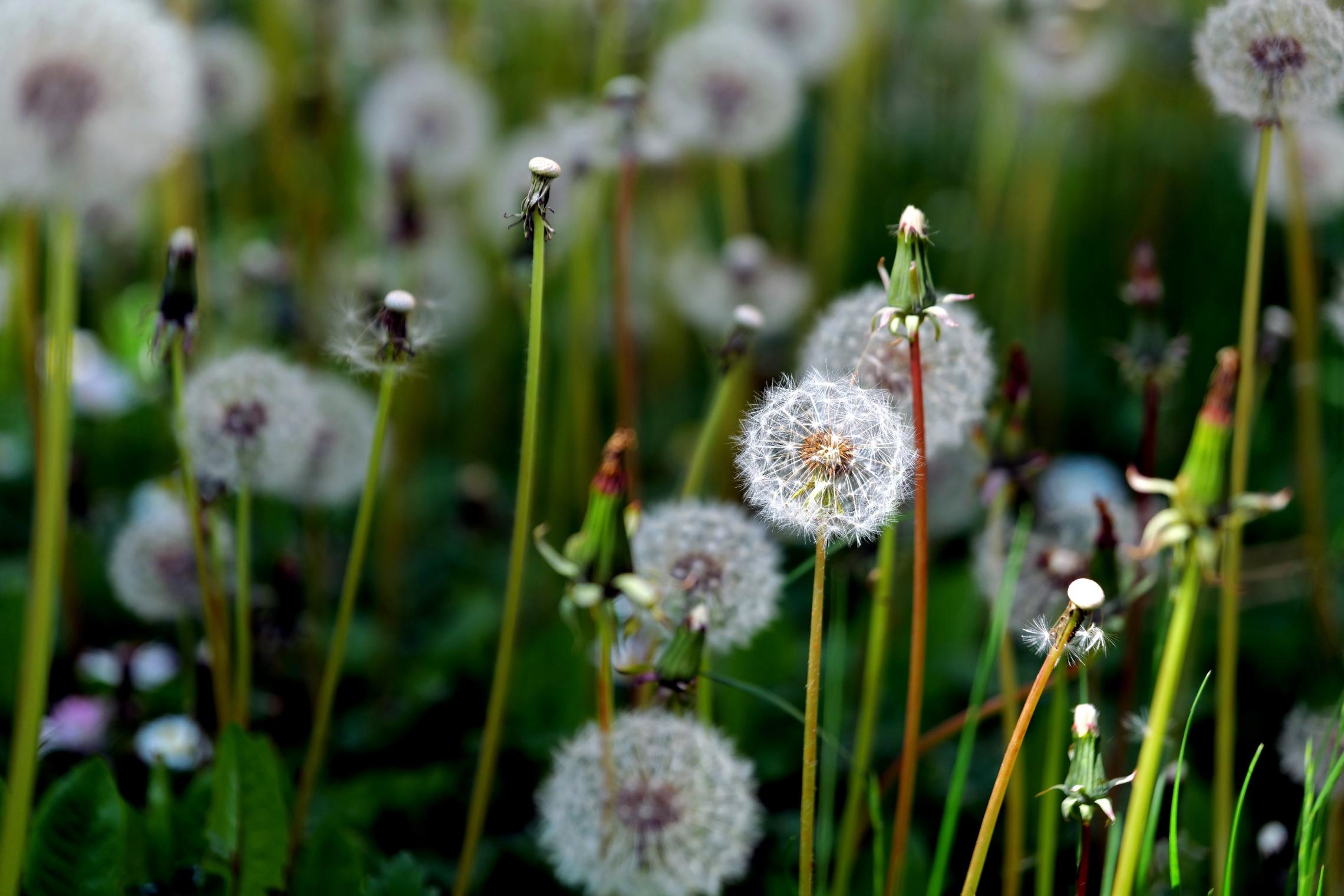 Pusteblume