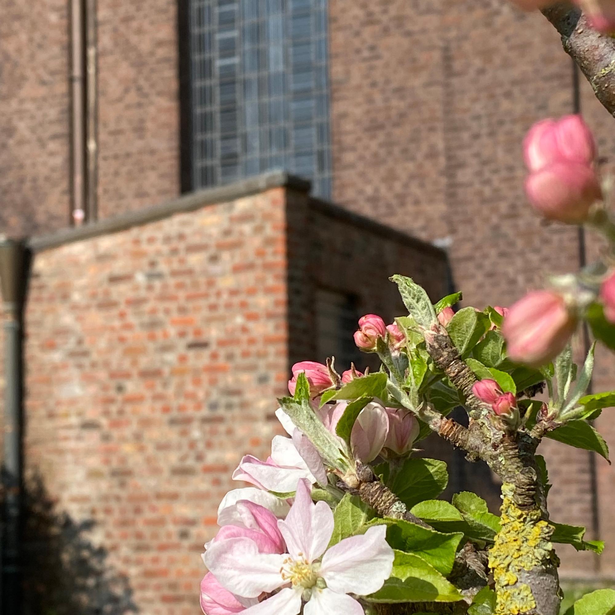 In voller Blüte