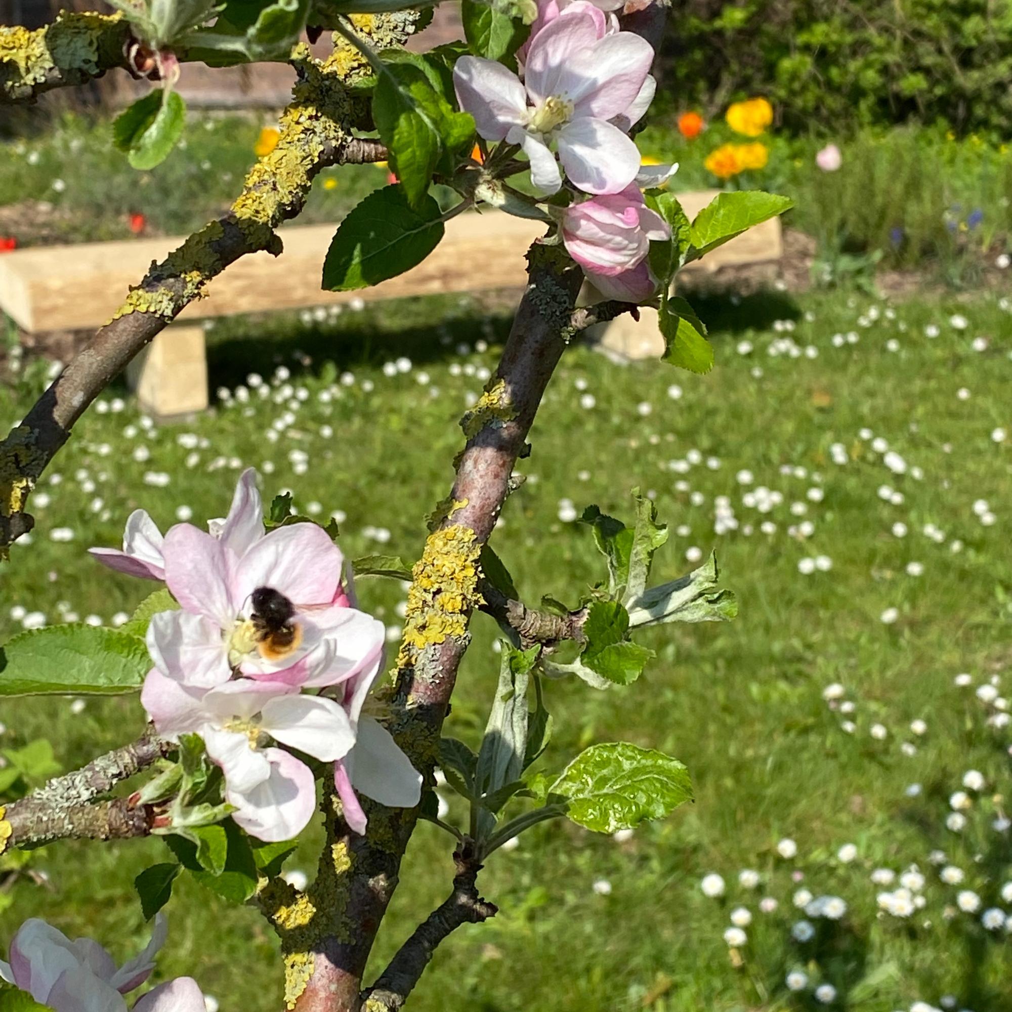 Die Bienchen kommen.