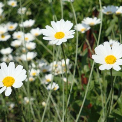 Staude, Blüten, Garten, Blumenbeet, Blumen, Wiesenblumen Ex-Bild-DB-ID: 1569