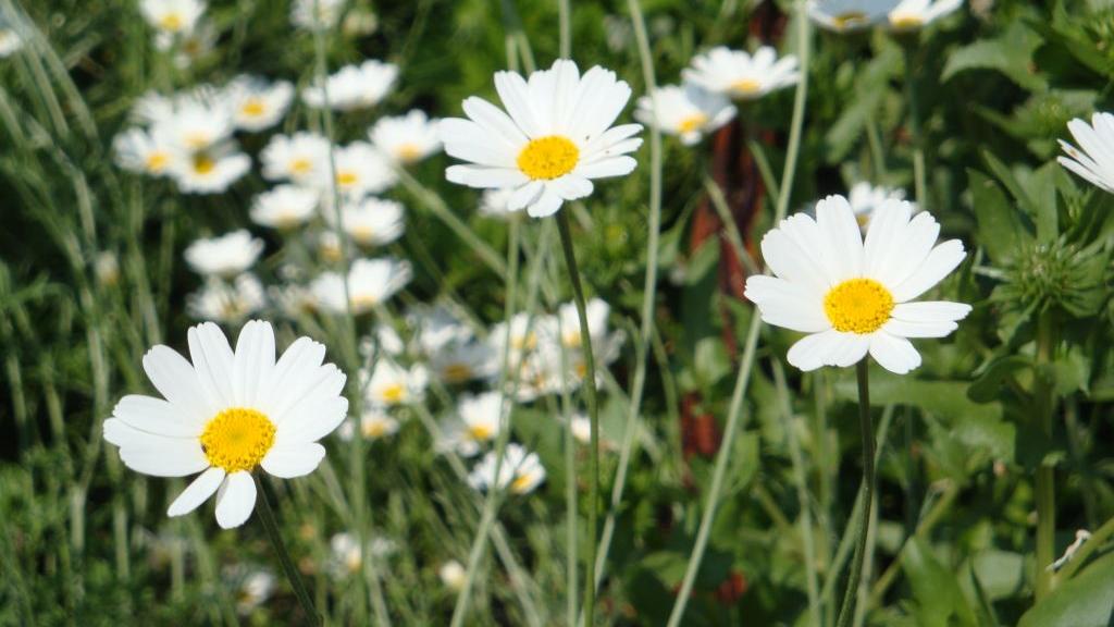 Staude, Blüten, Garten, Blumenbeet, Blumen, Wiesenblumen Ex-Bild-DB-ID: 1569