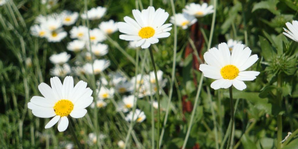 Sommermusik Staude, Blüten, Garten, Blumenbeet, Blumen, Wiesenblumen Ex-Bild-DB-ID: 1569