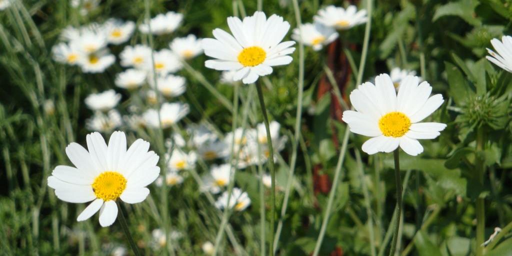 Staude, Blüten, Garten, Blumenbeet, Blumen, Wiesenblumen Ex-Bild-DB-ID: 1569