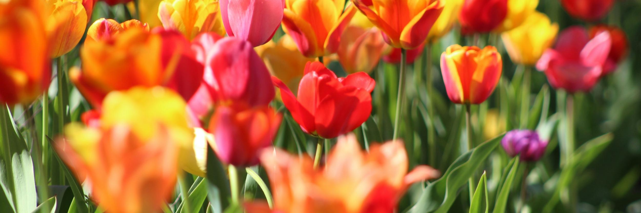 Leben in der Gemeinde